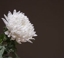 cremation services in Celebration, FL