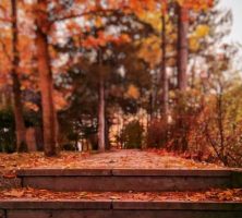 cremation services Celebration FL